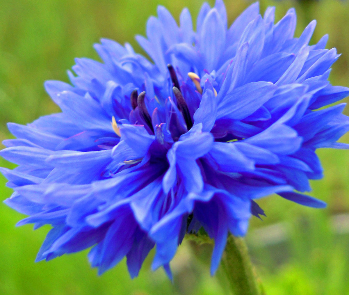 Василек цветы картинки