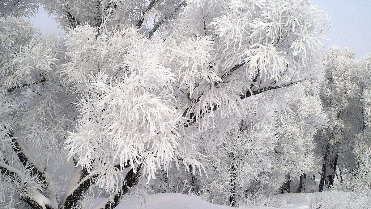 заснеженные деревья фото