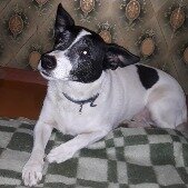 Потерялась собака