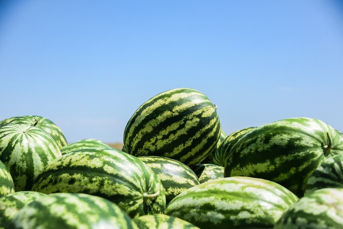 Цетение лотосов