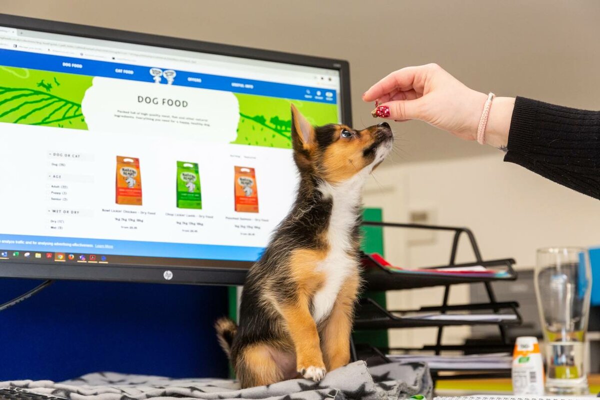 У вас появился щенок. Правила здорового развития питомца: социализация, дрессировка, питание