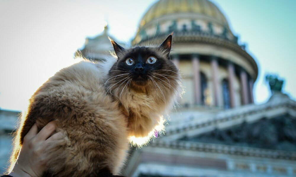 Кошачьи города для поездок на выходные