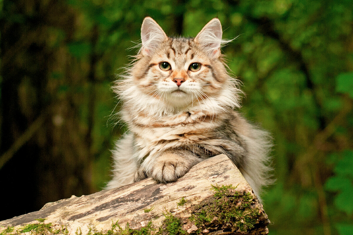 5 советов хозяевам стерилизованных питомцев