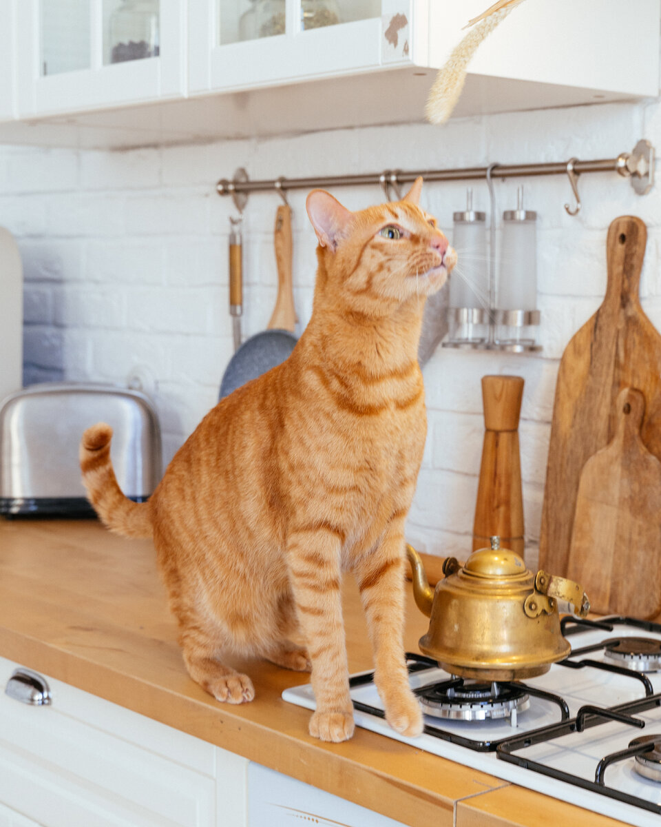 Питание стерилизованных кошек