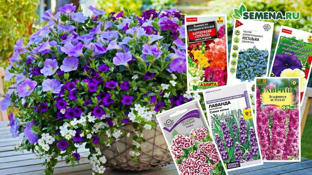 Расскажем какие цветы высаживать в январе на рассаду