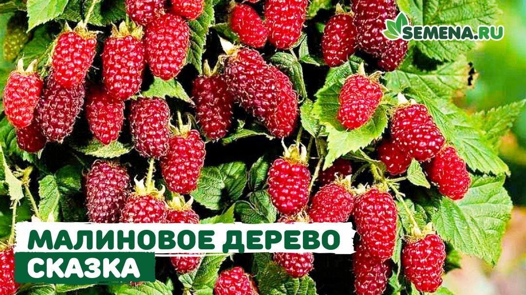 Малиновое дерево - это что?