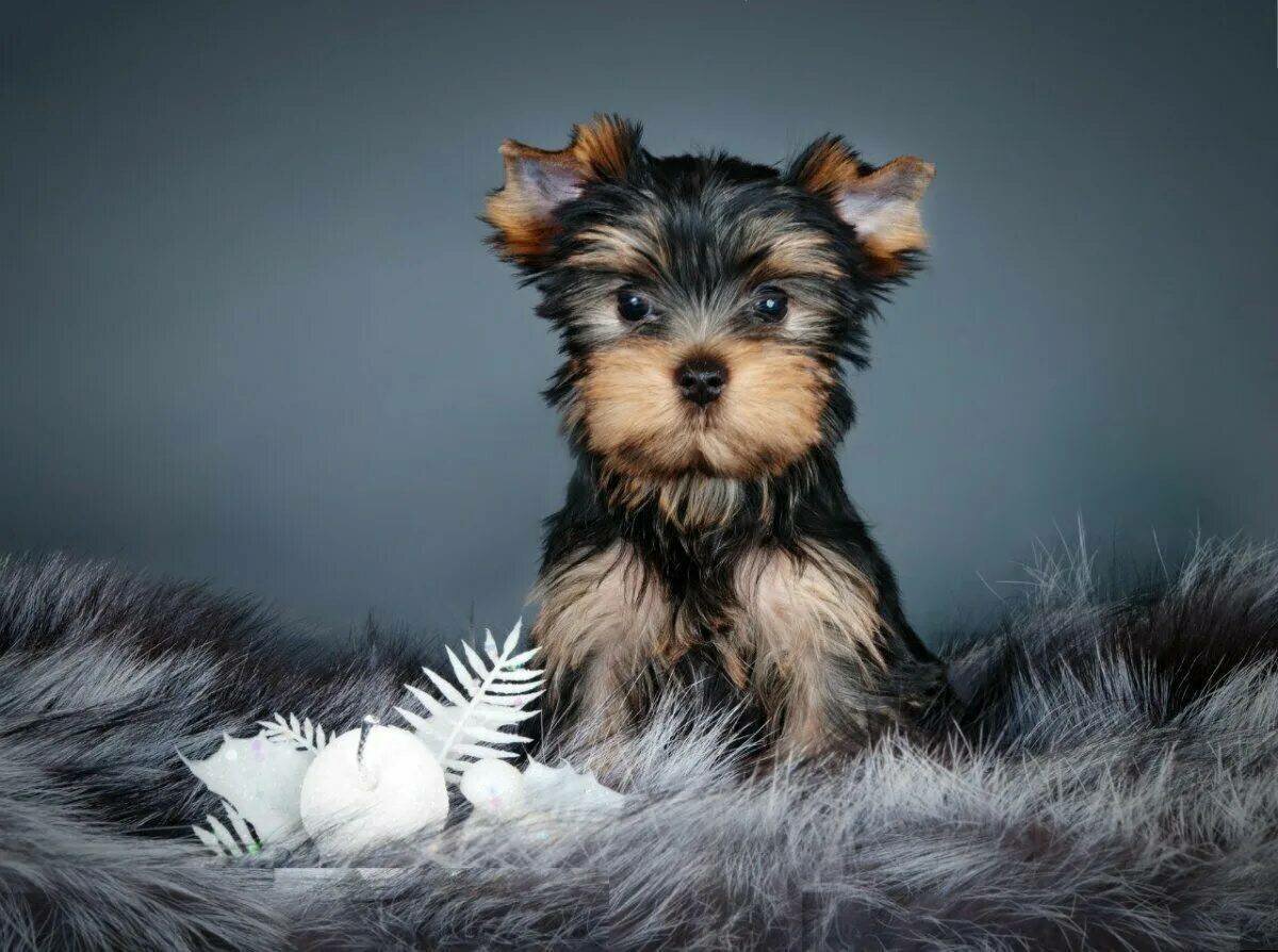 Маленькие собаки: известные и редкие породы-компаньоны