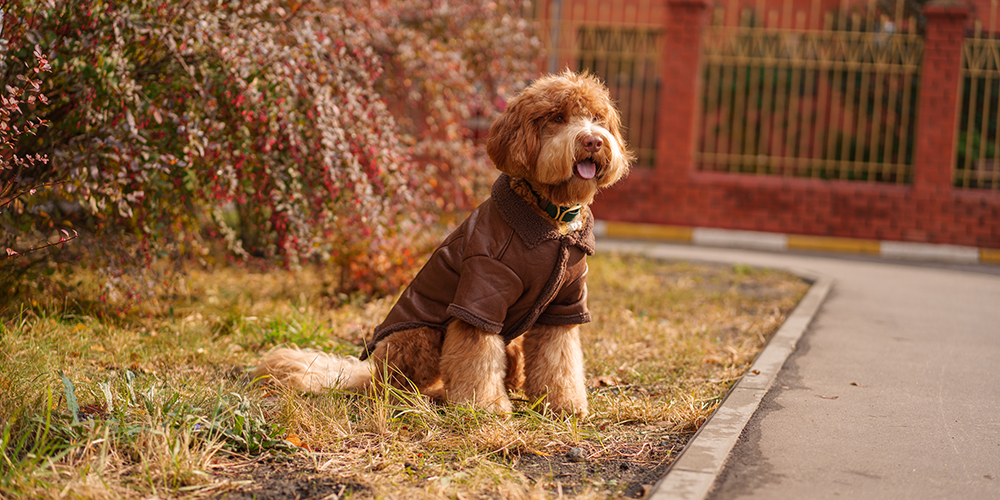 От дождя до холода: гардероб для четвероногого друга
