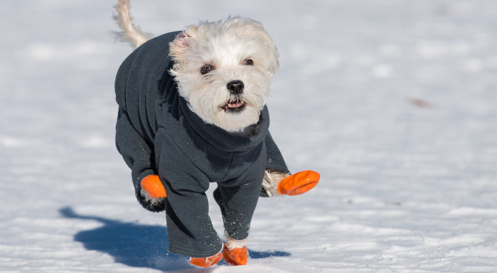 Как защитить лапы собаки от реагентов зимой
