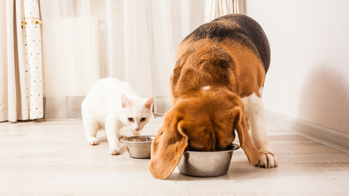 Щенкам нужно давать мясо, а котятам – молоко: разбираемся в мифах о кормлении животных