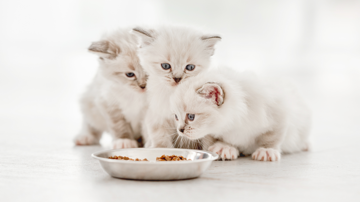 Боитесь, что энергичный котенок разнесет квартиру? Следуйте этим нескольким простым правилам и все будут довольны