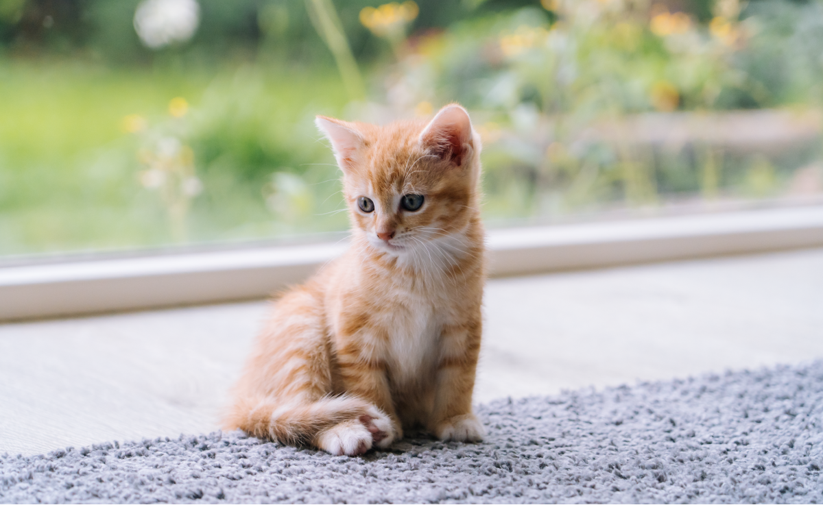 Я подобрала на улице месячного котенка, и благодаря Royal Canin он стал самым красивым котом