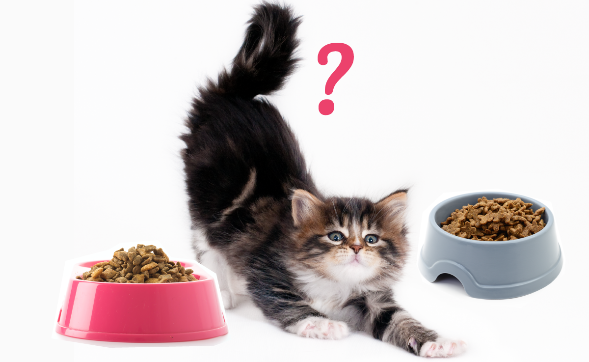 Как я выкормила подобранного котенка и вырастила красивого и здорового кота. Делюсь советами