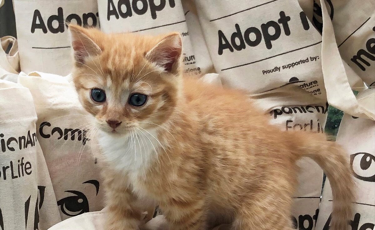 Как помочь животным, оставшимся без хозяев: простые способы, которые не займут много времени