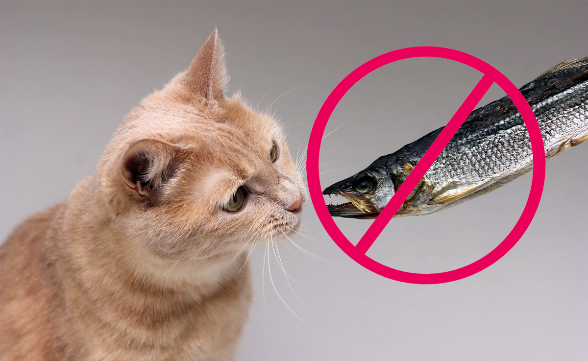 Неправильное питание часто приводит к болезням желудка у кошек. Как распознать проблемы