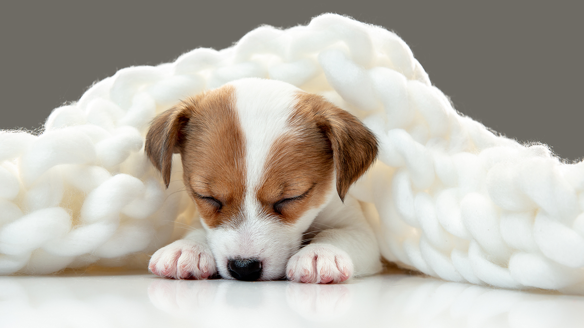 Можно ли кормить кошек или собак разных возрастов одним кормом? Нет! И вот почему