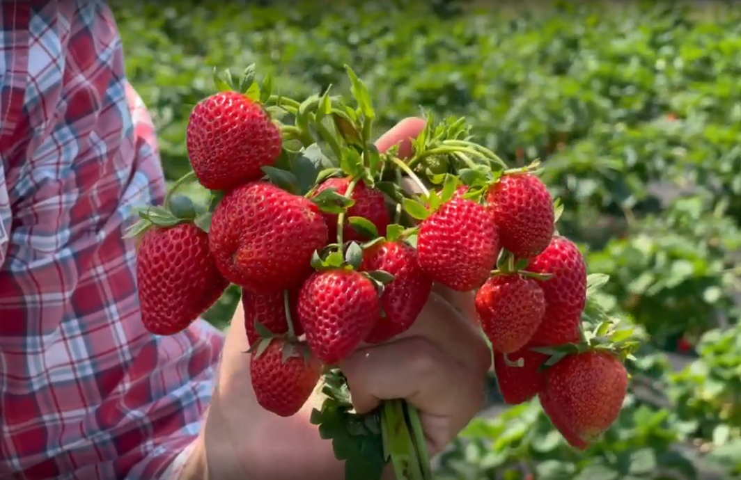 Сорт народной селекции - чемпион по урожайсности...