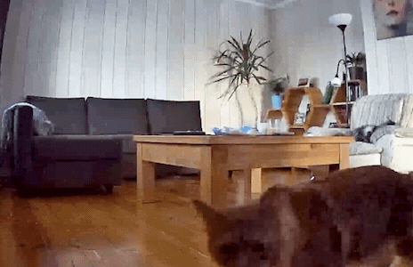 Умные камеры Eltex: наблюдайте за питомцем в любое время