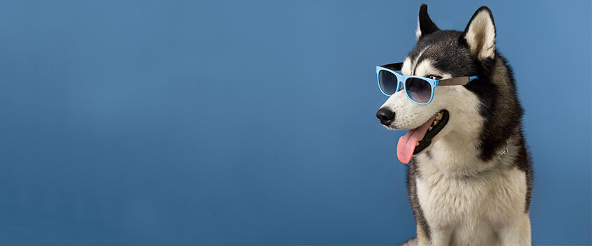 Сибирский хаски: волк с душой аристократа