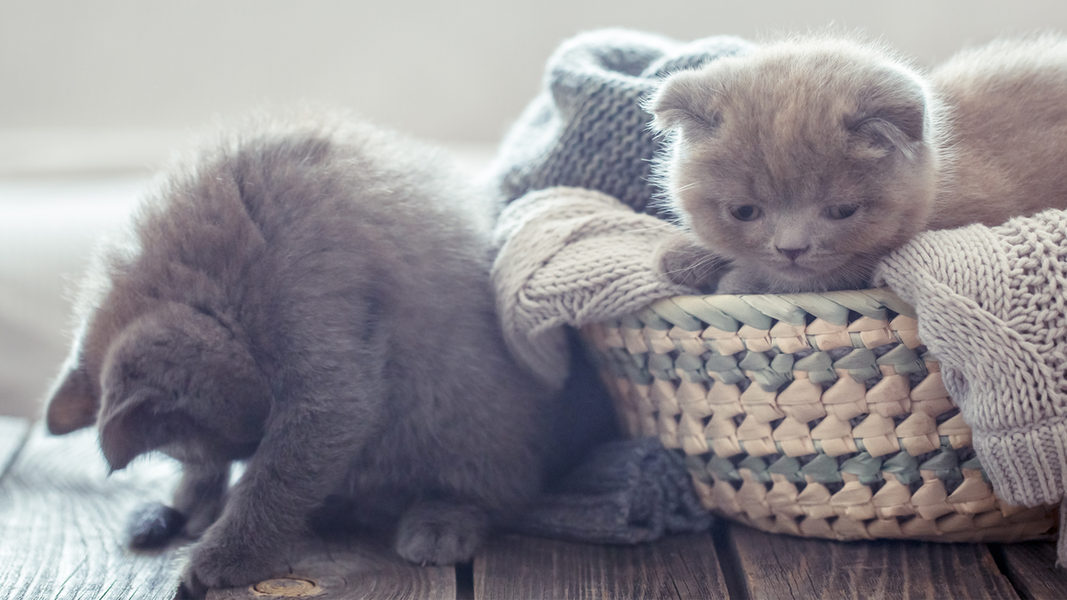 Чем отличаются породистые питомцы от метисов? Разберемся