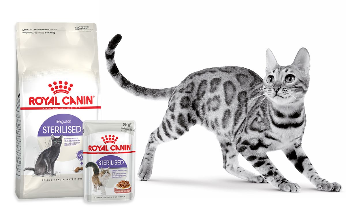 От отхода после наркоза до питания: что нужно знать об уходе за кошкой после стерилизации