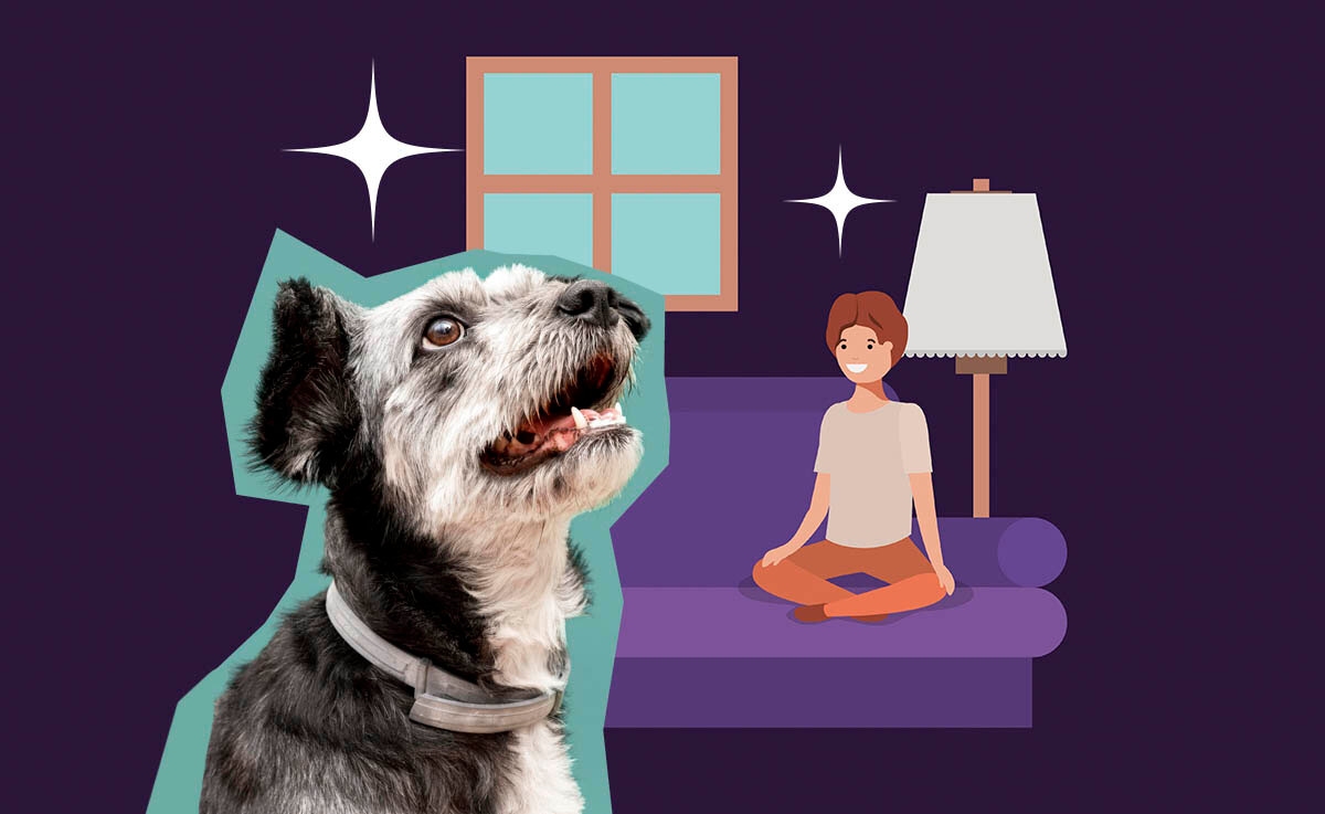 Как помочь бездомным животным, если не можешь забрать их домой: простые способы, доступные каждому