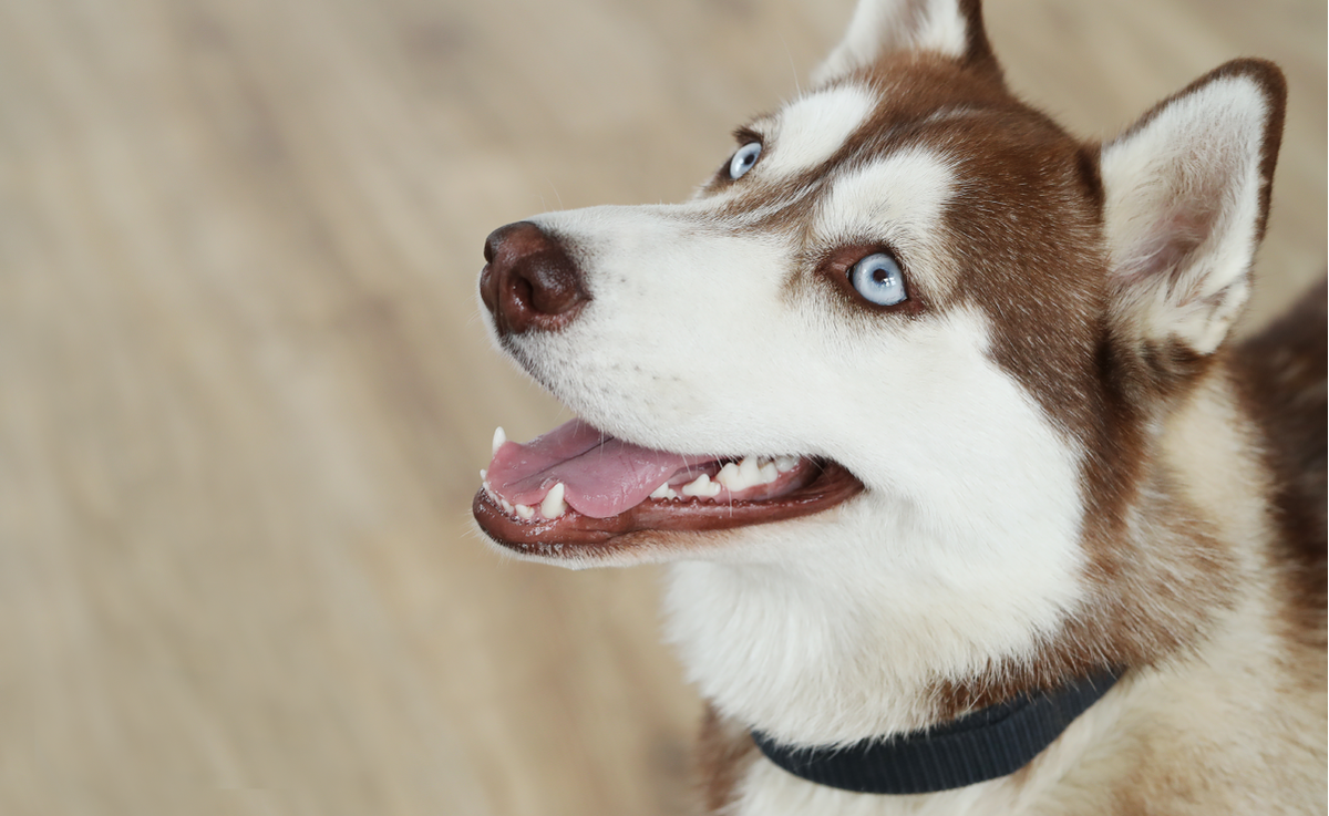 Собачка, не плачь! Моя хаски целыми днями лежала и смотрела в окно, пропал аппетит. Оказалось, причина в питании