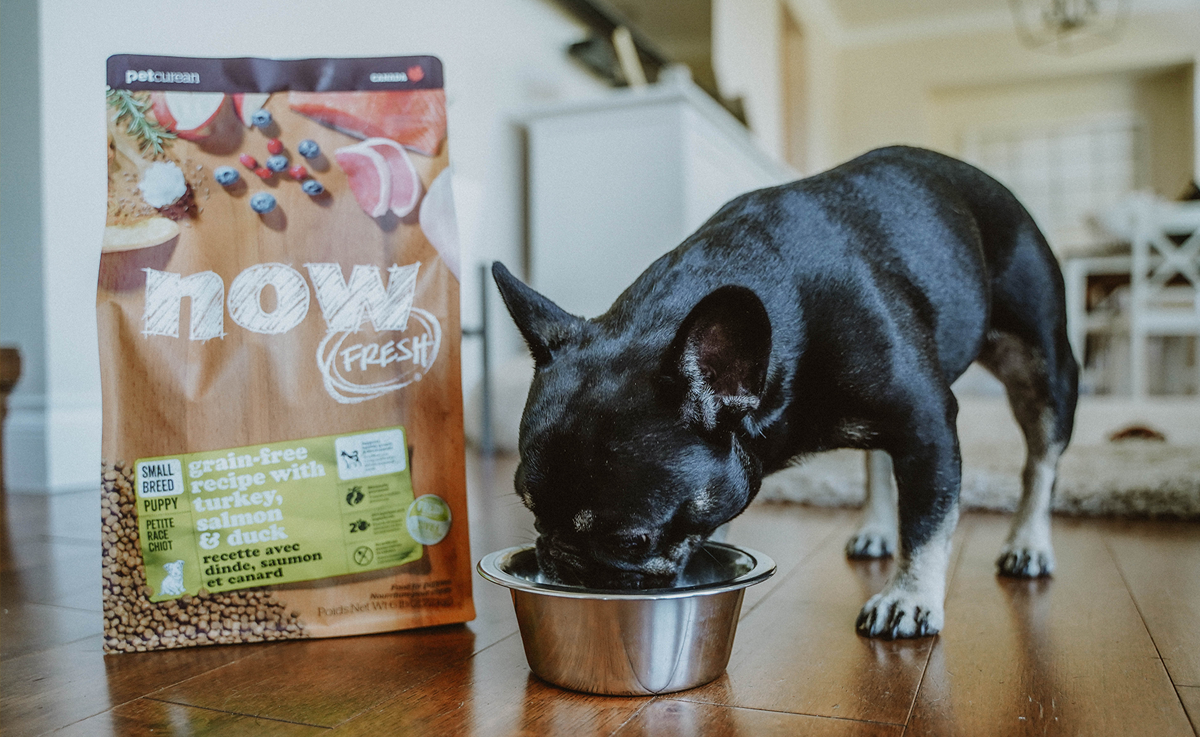 Как правильно читать состав, чтобы выбрать хороший корм для собаки? Разбираемся на примере корма NOW Fresh