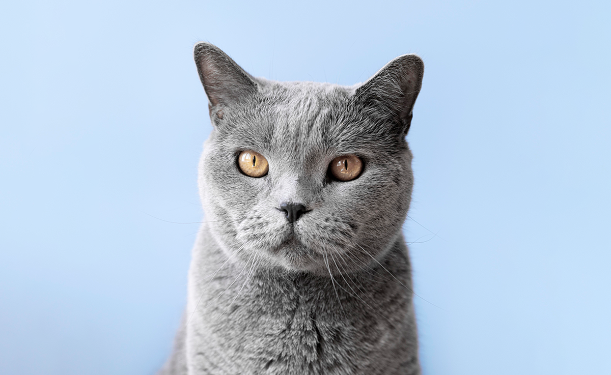 Когда нужно стерилизовать кошку и опасно ли это? Развеиваем устаревшие мифы, которые вредят животным