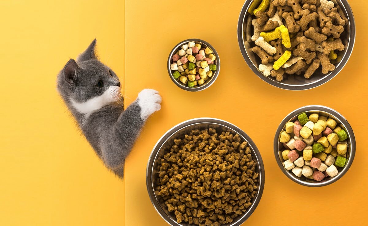 От премиум до холистик: чем отличаются дорогие корма для животных