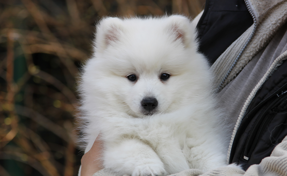 Как вырастить из маленького шкоды послушную здоровую собаку: советы по кормлению