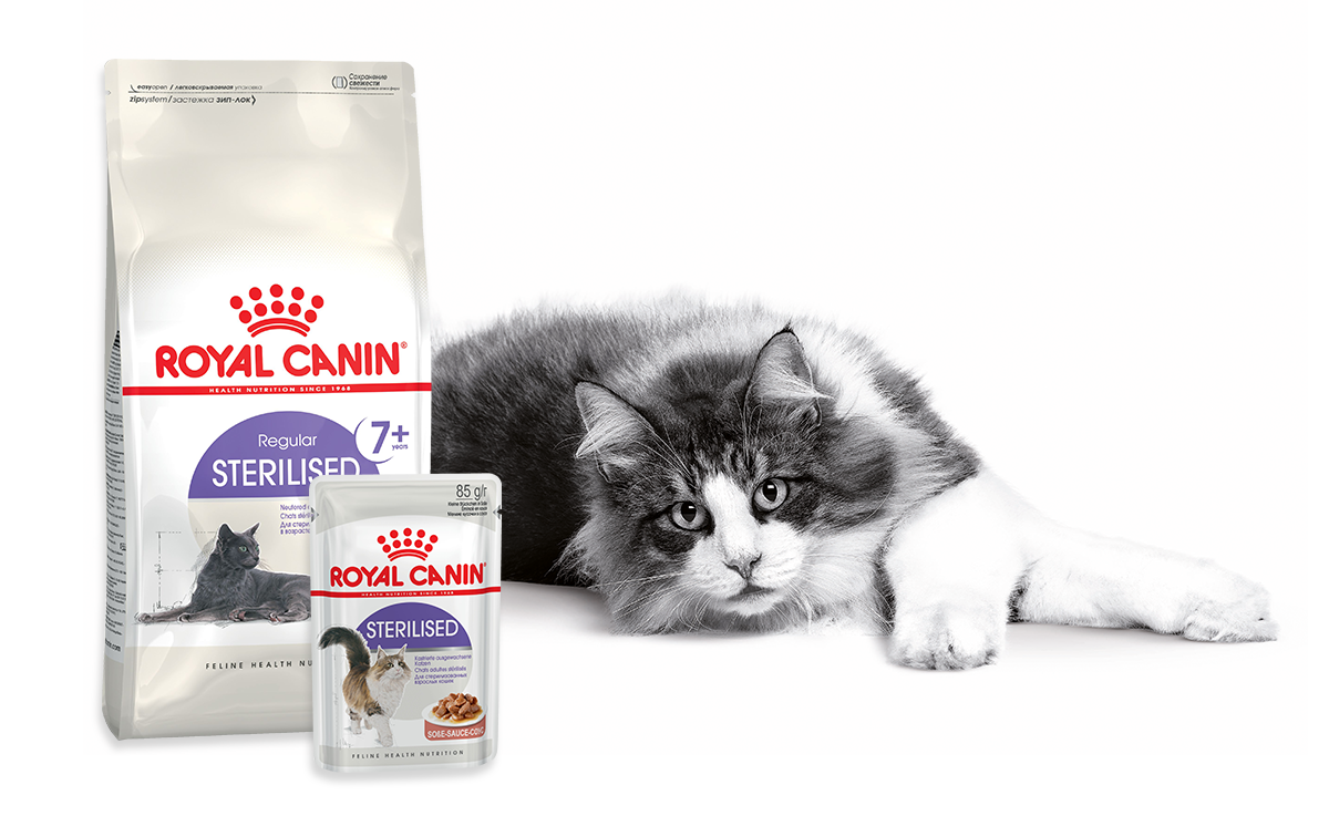 Поздно стерилизовала кошку, зато вовремя изменила ее рацион. Рассказываю, почему это нужно делать