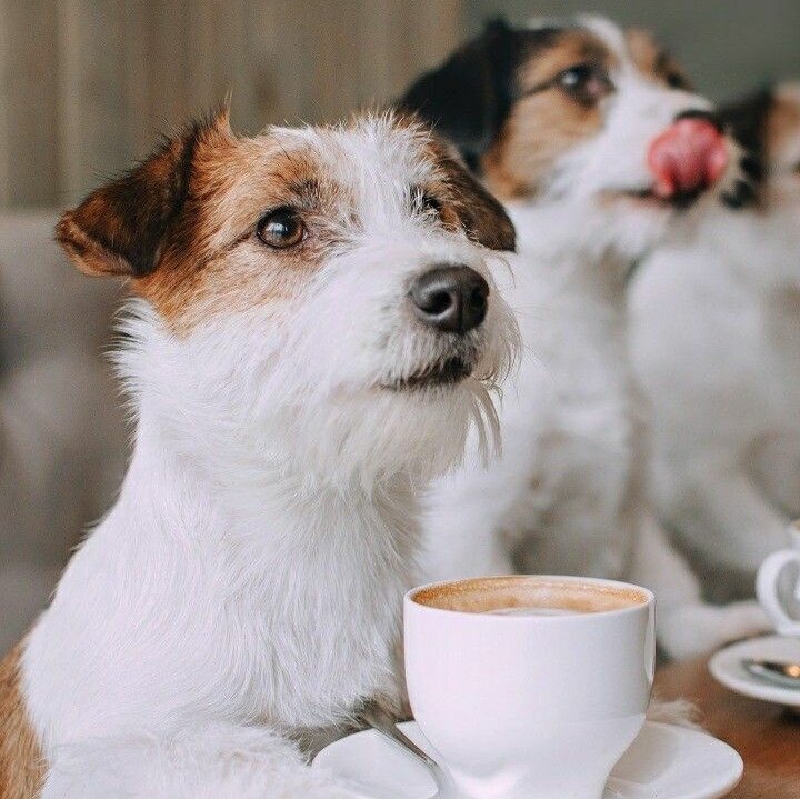 А вы правильно кормите собаку? Рассказывает ветеринар