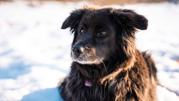 Как путешествовать с детьми и питомцами без неудобств