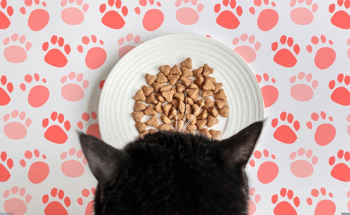 Как выбрать полезный корм для питомца и потратить меньше денег