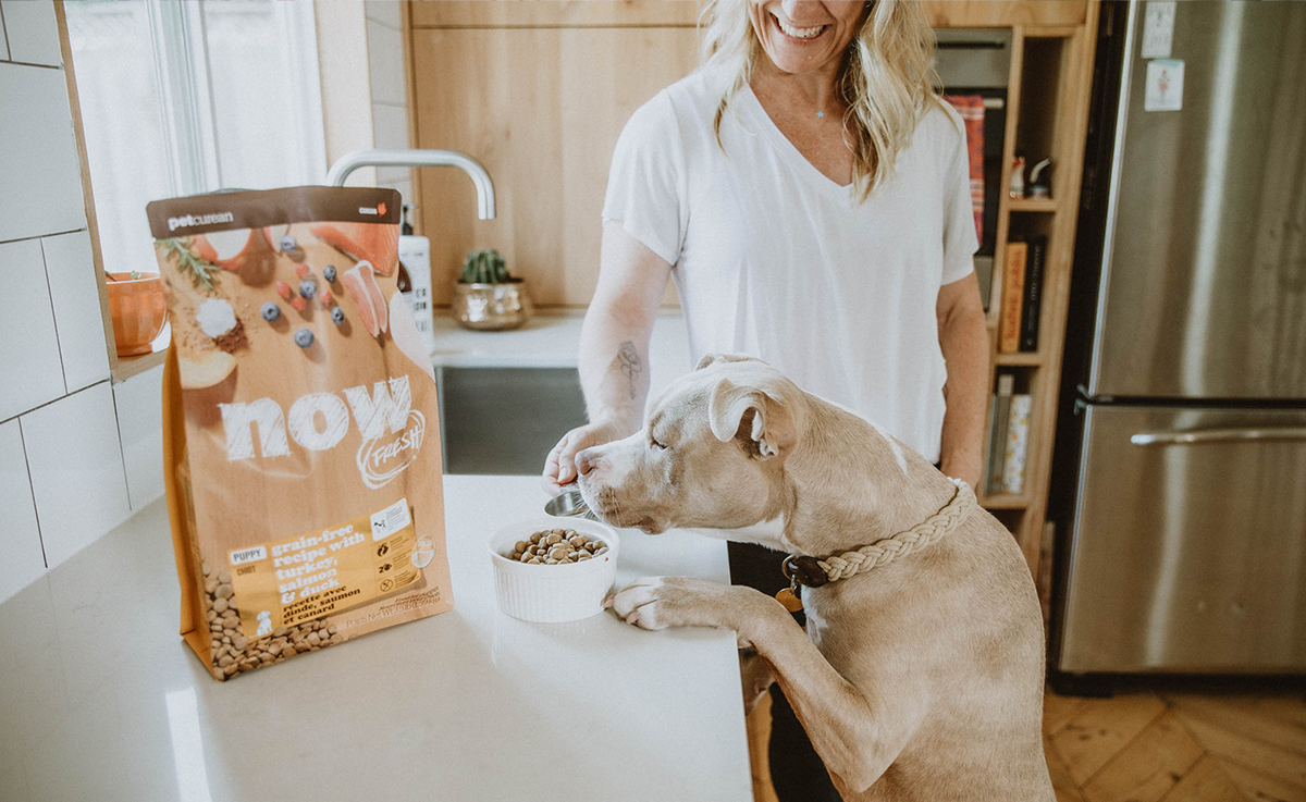 Каша с мясом – лучшая еда для собаки? Рассказываем, как кормить питомца, чтобы он получал все необходимые витамины