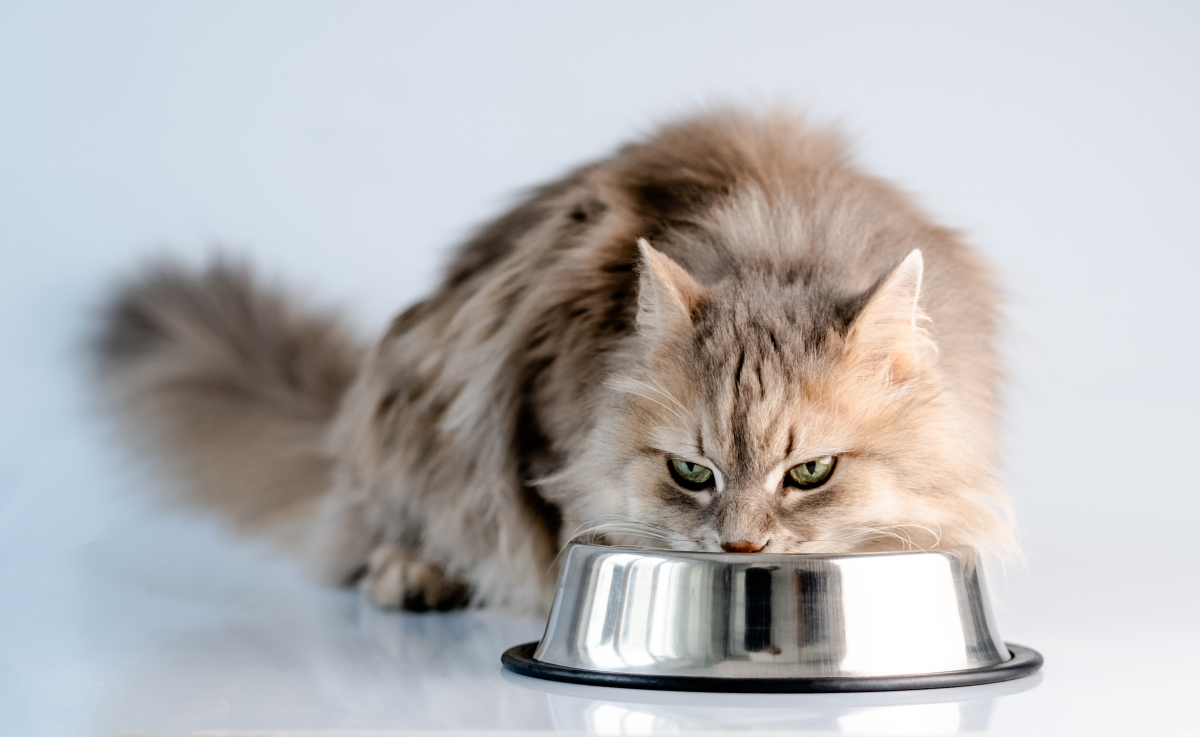 Все умилялись, а врач диагностировал ожирение: как я чуть не погубила кошку неправильным кормом