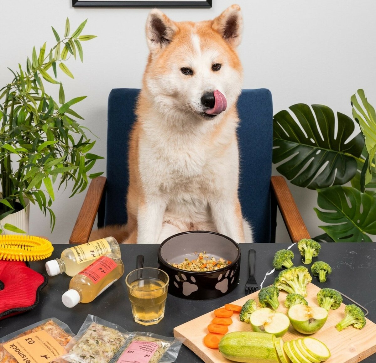 Чем заменить импортный корм для собак?