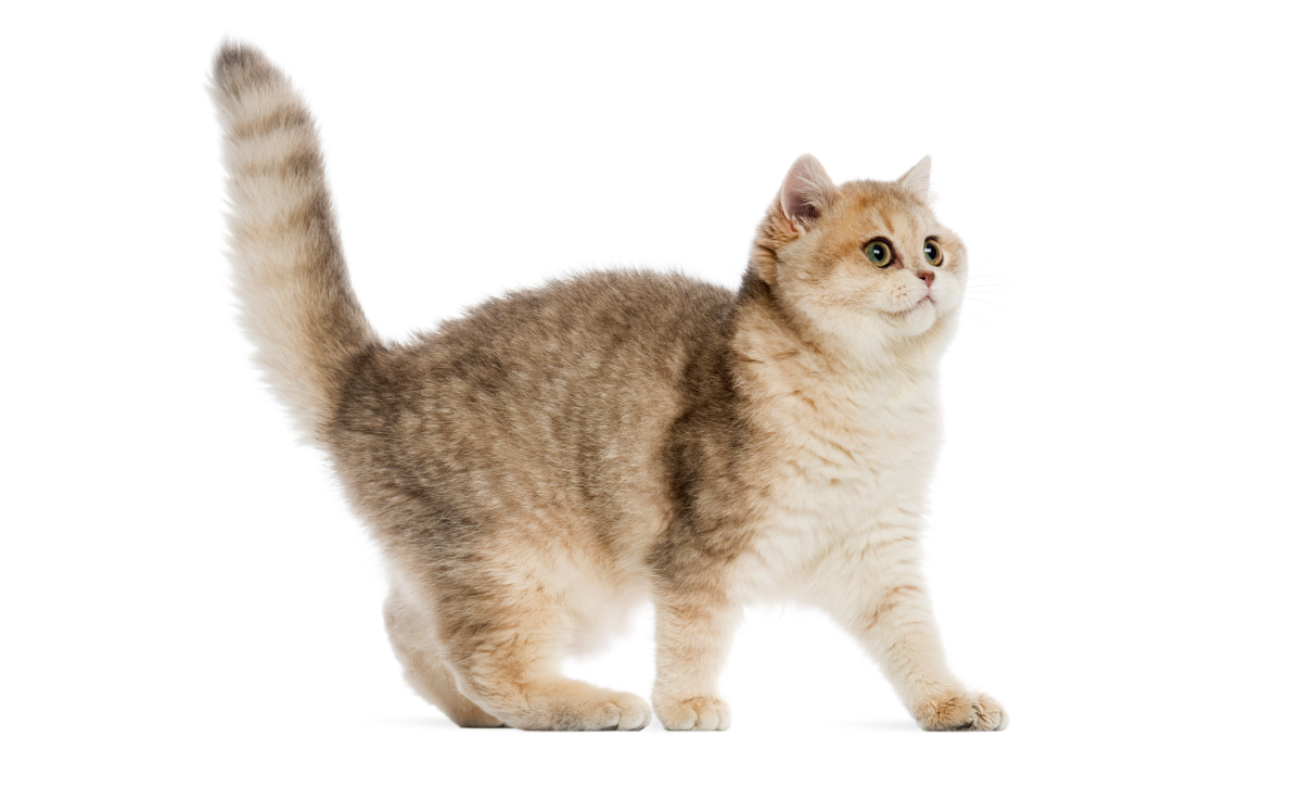 Что категорически нельзя делать после стерилизации кошки, даже если операция была несколько лет назад