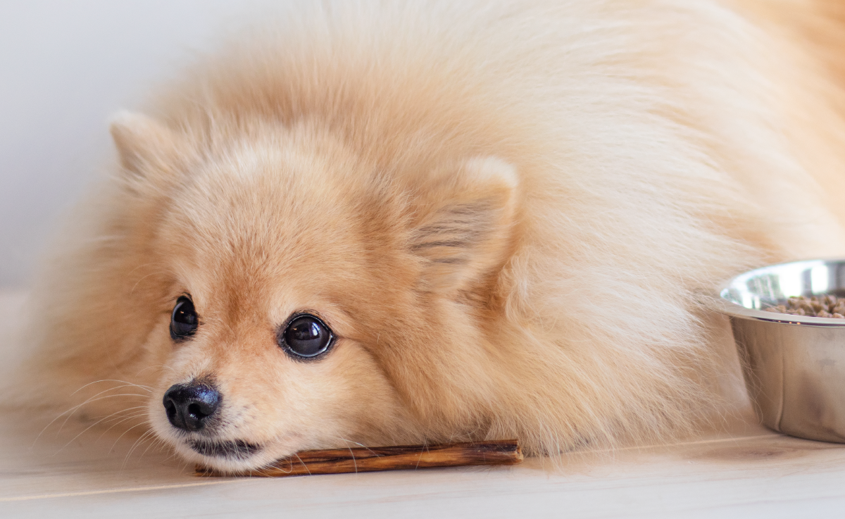 Почему я перевела свою породистую собаку с обычного корма на холистик и что вообще такое холистик