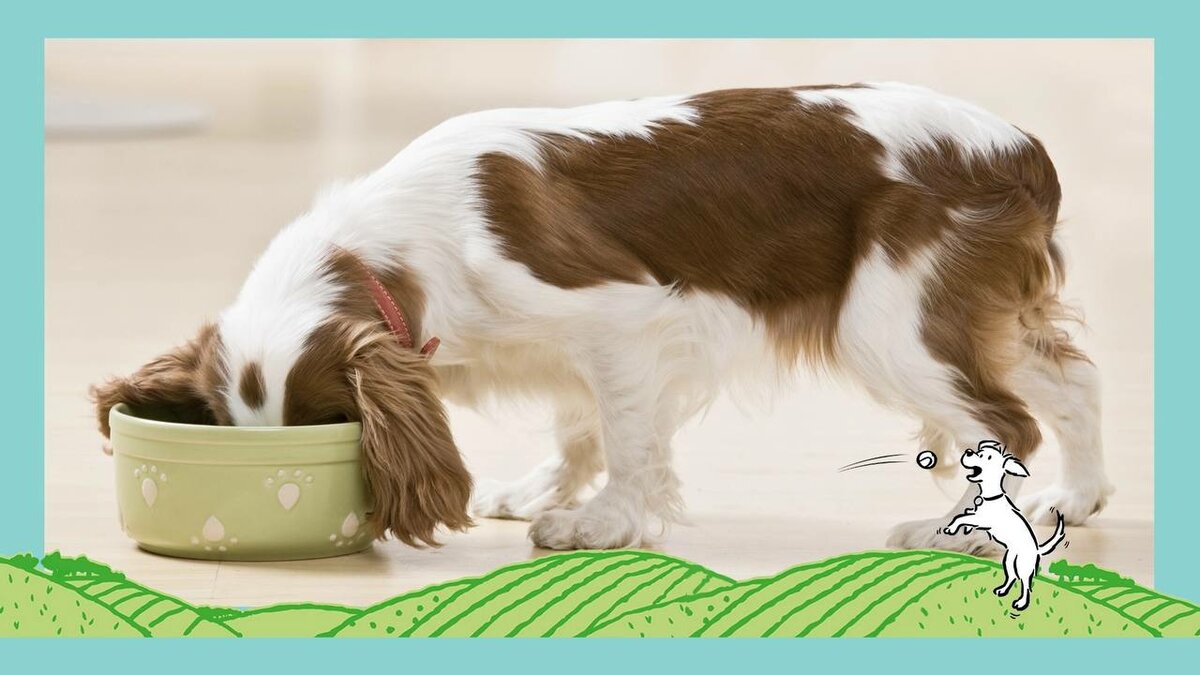 Чувствительное пищеварение у собак - советы ветеринара