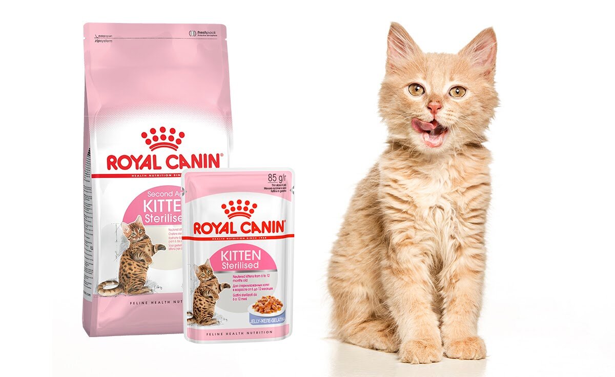 Какой оптимальный возраст для кастрации или стерилизации и что обязательно нужно знать перед операцией