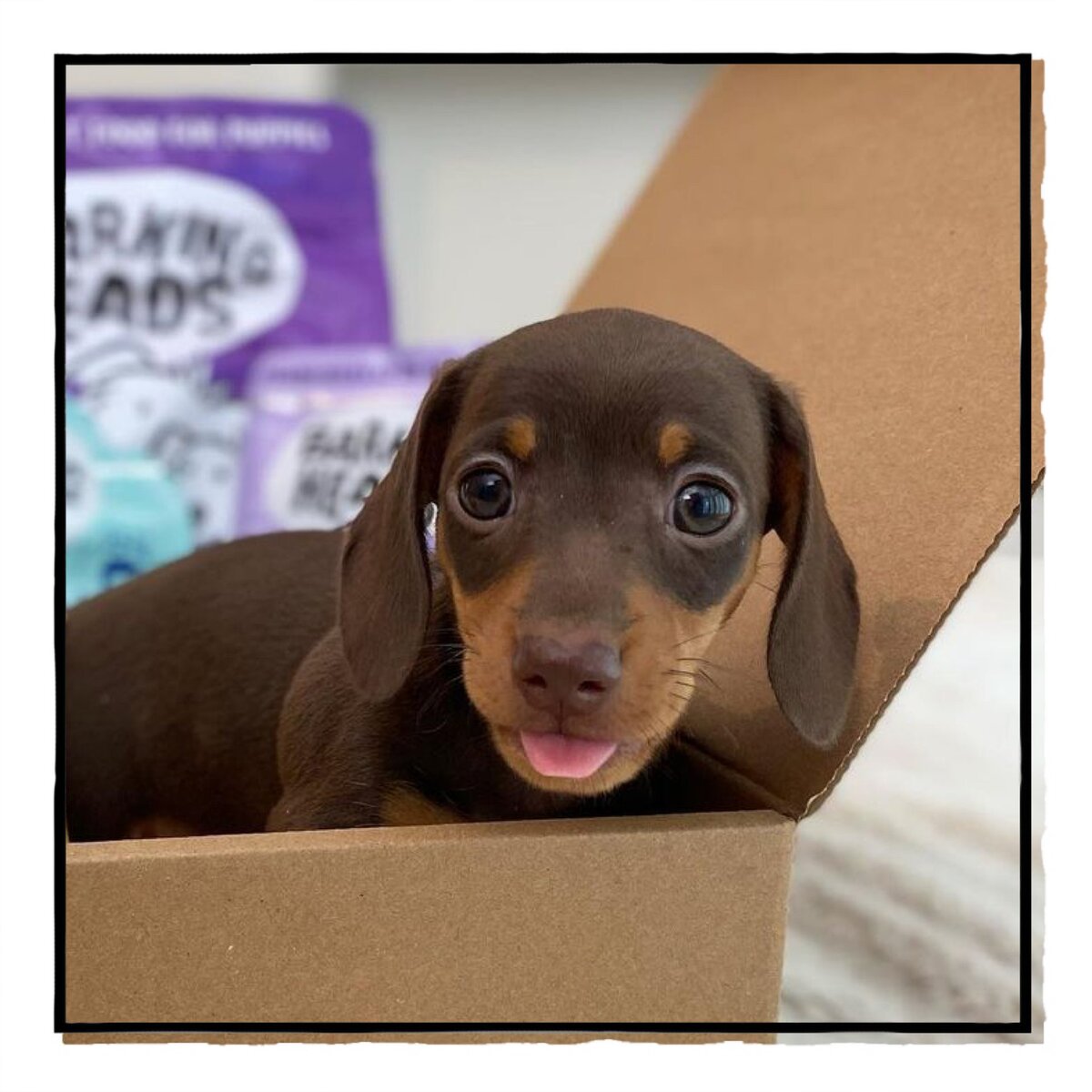 Как кормить собаку, чтобы она жила дольше?