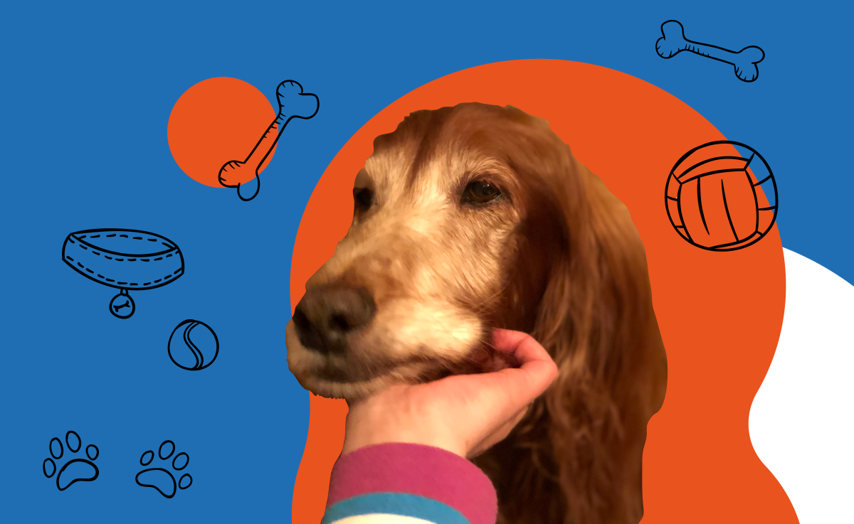 У меня всю жизнь были собаки, и вот как я ухаживаю за пожилым питомцем