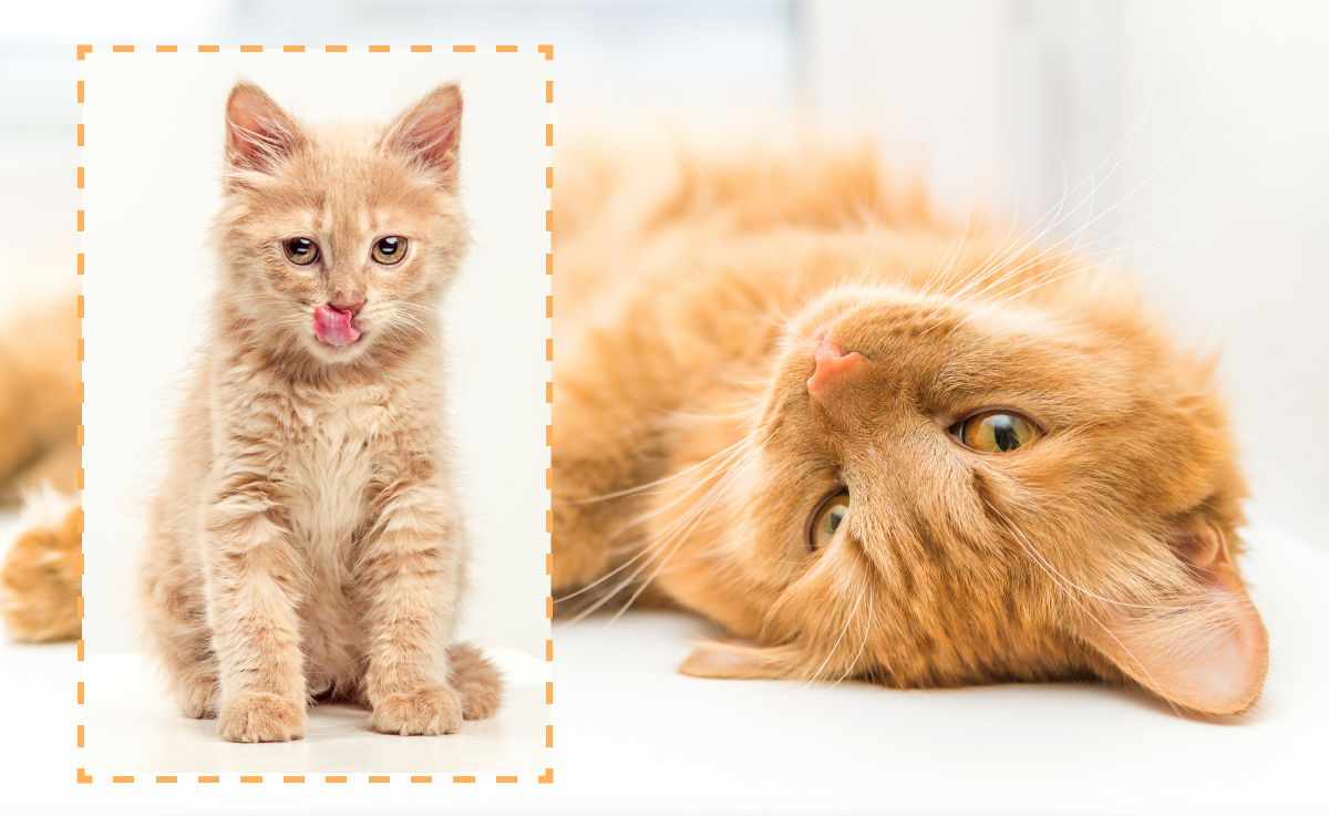 Как я выкормила подобранного котенка и вырастила красивого и здорового кота. Делюсь советами