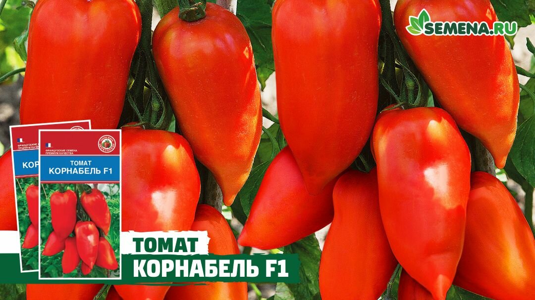 «Корнабель» – совершенство в мире томатов !