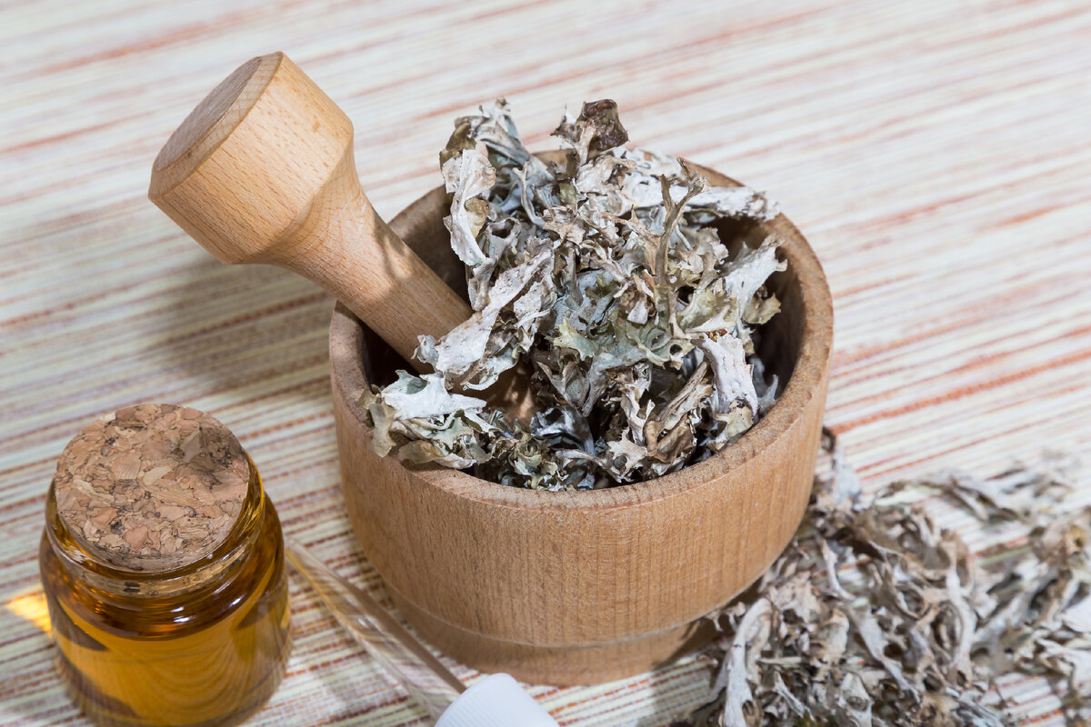 Чем полезен и как работает исландский мох при кашле