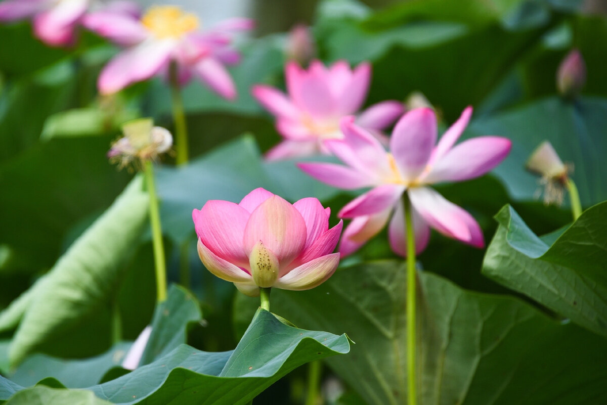 Цетение лотосов