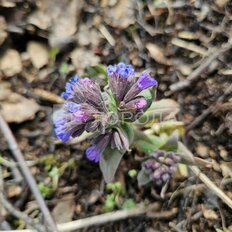 12 соток, участок - изображение 3