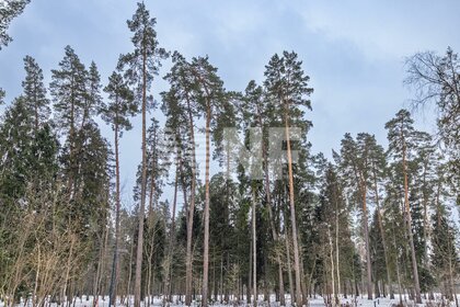 150 соток, участок 195 000 000 ₽ - изображение 25